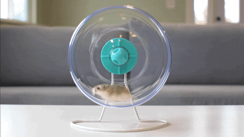 Hamster running on a hamster wheel